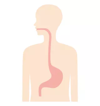 胃内視鏡検査（胃カメラ）でできること